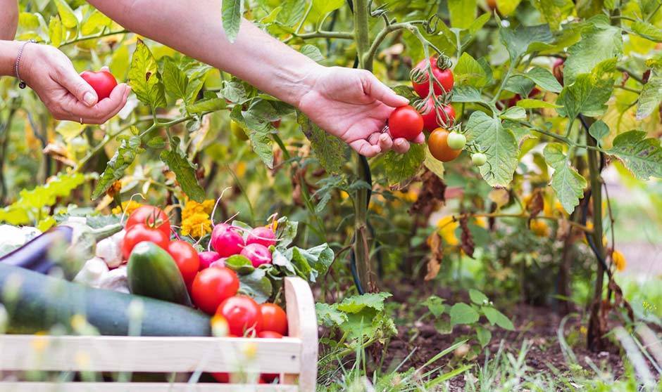 murcia-congreso-agricultura-ecologica|murcia-congreso-agricultura-ecologica